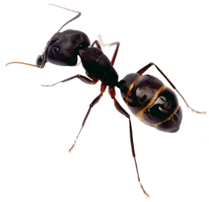 San Diego Ant Control | San Diego Pest Management