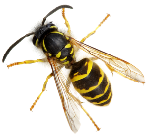 Yellow Jacket Control San Diego, CA | Bee Removal and Stinging Insect Control San Diego, CA