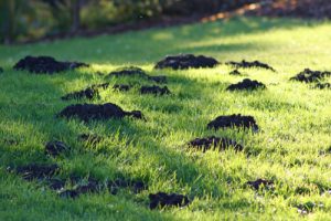 Gopher Trapping - San Diego Pest Management