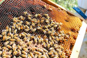 Beehive Removal San Diego, CA | San Diego Pest Management