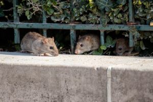 Rodent Control San Diego, CA | Rat and mice control San Diego, CA | San Diego Pest Management