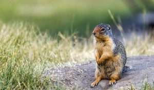 San Diego Pest Management | Squirrel Control San Diego