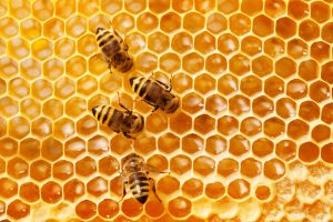 Bee Removal San Diego, CA | San Diego Pest Control