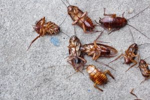 Cockroach Control San Diego, CA | San Diego Pest Management