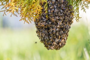 Bee Swarm Removal San Diego, CA | Bee Removal San Diego, CA | San Diego Pest Management