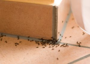 Ant Control San Diego, CA | San Diego Pest Management