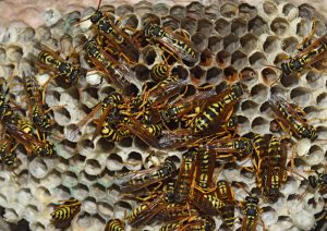 Yellow Jacket Control San Diego, CA | Bee and Wasp Removal San Diego, CA | San Diego Pest Management