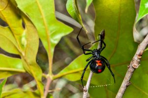 Spider Control San Diego, CA | Black Widow Treatment San Diego, CA | San Diego Pest Management