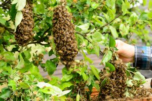 Bee Swarm Removal San Diego, CA | San Diego Pest Management