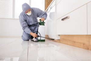 Pest Control Treatment San Diego, CA | Ant and Spider Control San Diego, CA | San Diego Pest Management
