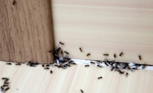 Ant Control San Diego, CA | Ant treatment San Diego, CA | San Diego Pest Management