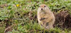 Gopher Trapping and Control San Diego, CA | San Diego Pest Management