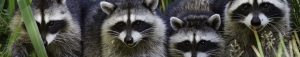 Raccoon Trapping San Diego, CA | San Diego Pest Management