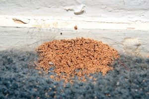 Termite Control San Diego, CA | Subterrainean Termite Treatment San Diego | San Diego Pest Management | Drywood Termite Droppings San Diego