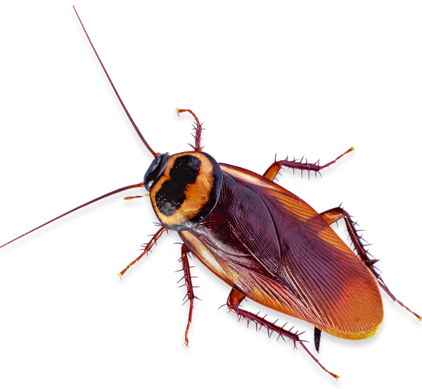 Cockroach Control Treatments San Diego, CA | San Diego Pest Control | San Diego Pest Management