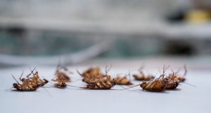 Roach Control San Diego, CA | Waterbug Treatment San Diego, CA | San Diego Pest Management