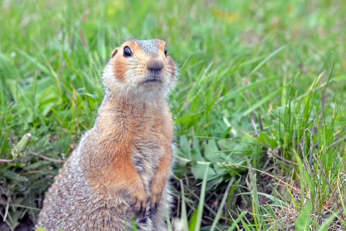 Squirrel control from San Diego Pest Management. We use trapping methods that are safe for your children and pets.
