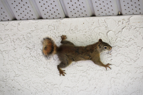 Squirrel Trapping San Diego, CA | San Diego Pest Management