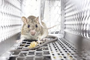 Rodent Control San Diego, CA | San Diego Pest Management