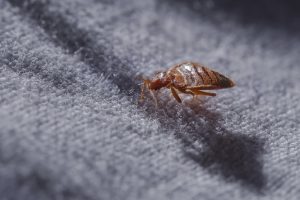 Bedbug Treatment San Diego, CA | San Diego Pest Management
