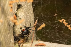 Spider Control San Diego, CA | Black Widows - Stellar Spiders - Wolf Spiders