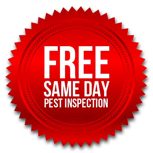 Pest Control San Diego, CA | San Diego Pest Management | Termite Control Treatments and Fumigation San Diego, CA